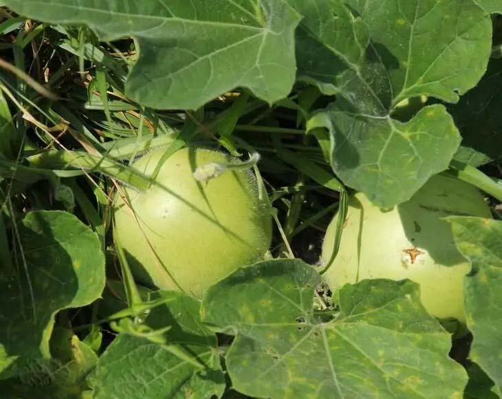 新鮮果蔬隨手可得，菜多多配送速度快 - 42 characters