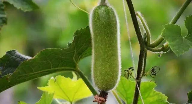 開啟蔬菜配送，引領(lǐng)您步入綠色健康新生活！