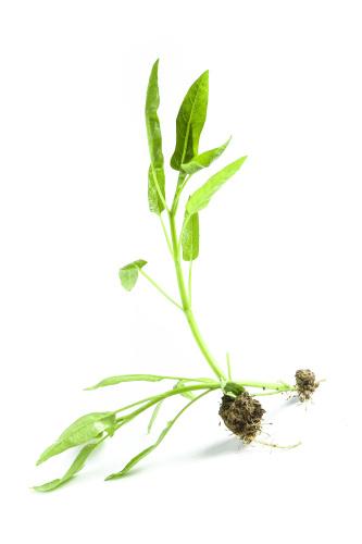 首宏食堂蔬菜配送——新鮮直達(dá)，美味升級！