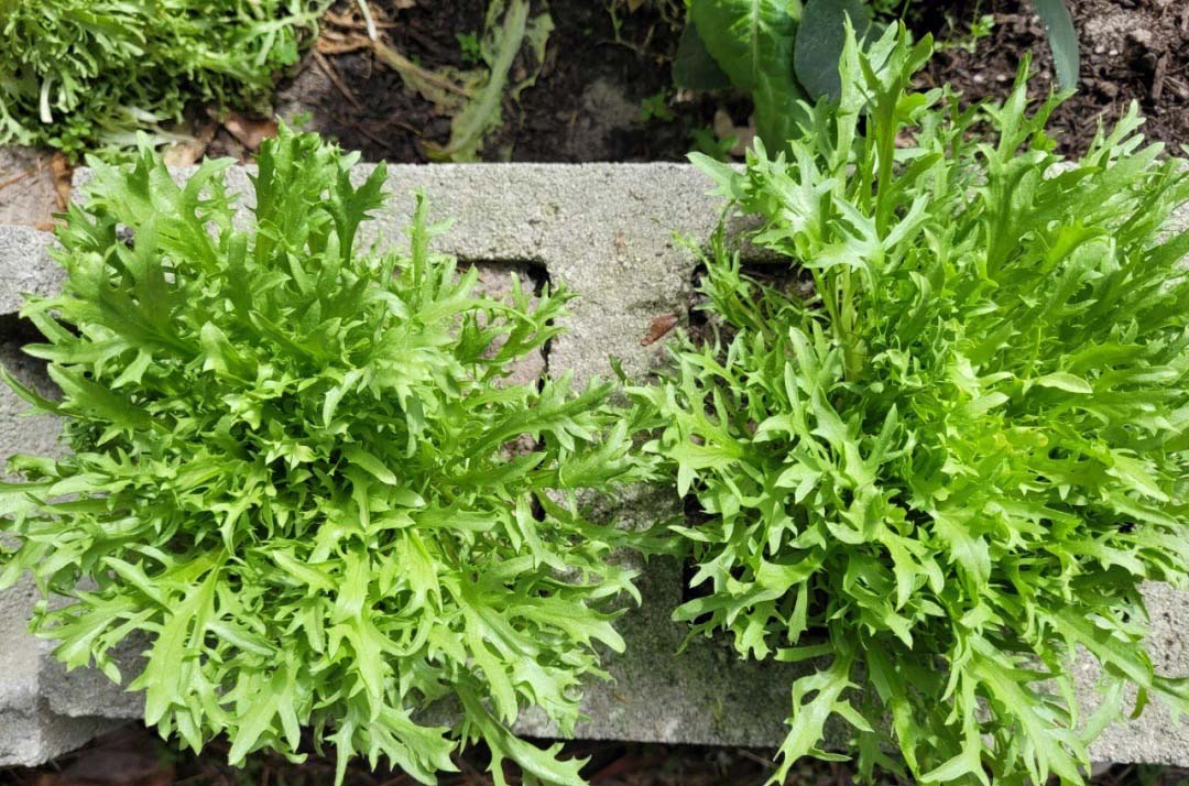 鮮到家 爽到心！