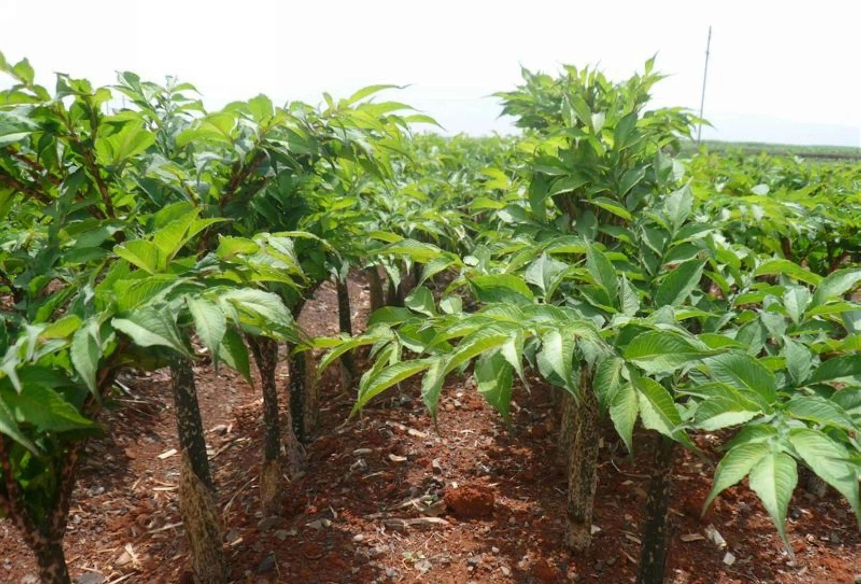 不出門也能買菜？這些送貨上門的購物app你必須知道！