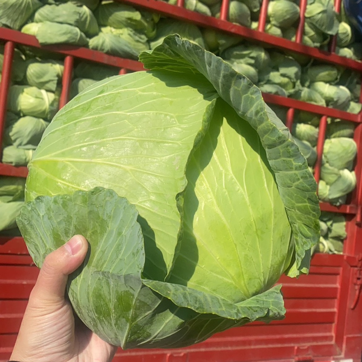 水果配送價格表 2024-6-24