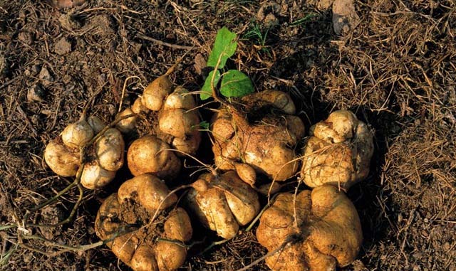 保定市綠色蔬菜配送公司