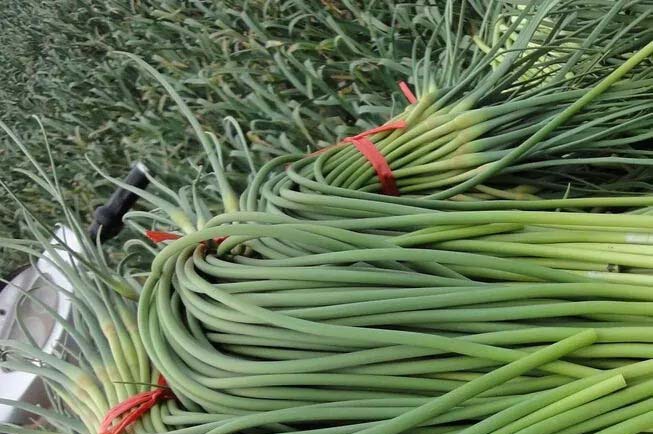 蔬菜盲盒怎么配送到家里