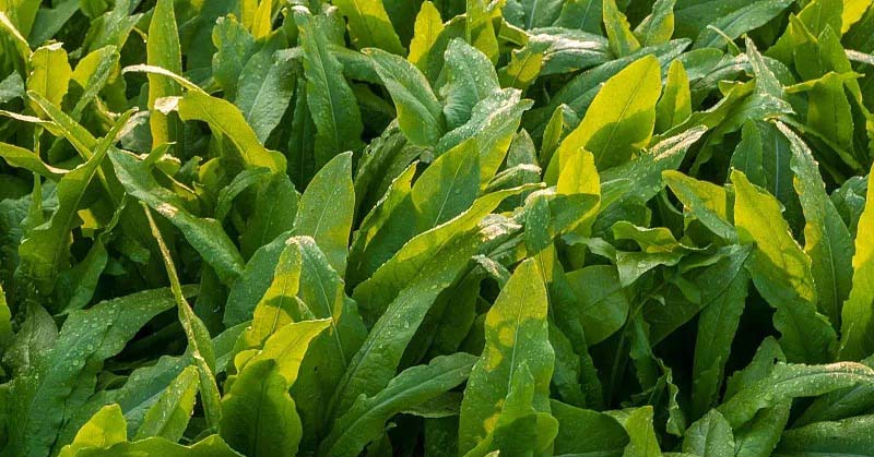 食堂蔬菜配送所需資質(zhì)有哪些