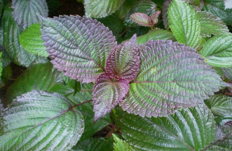 開學首選！蔬菜配送新風尚，健康飲食從此開始！