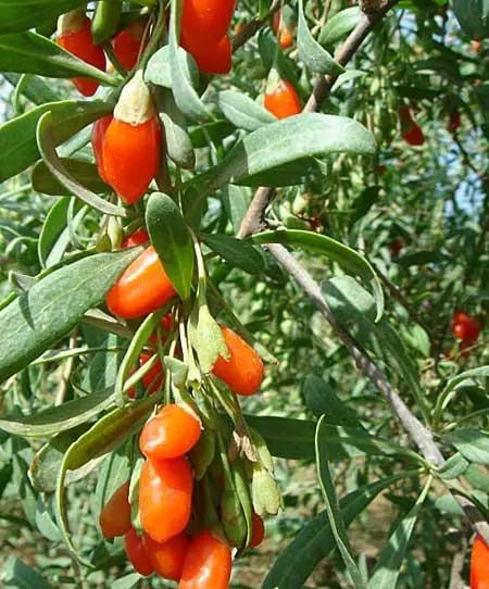 凈菜配送，輕松享受綠色生活