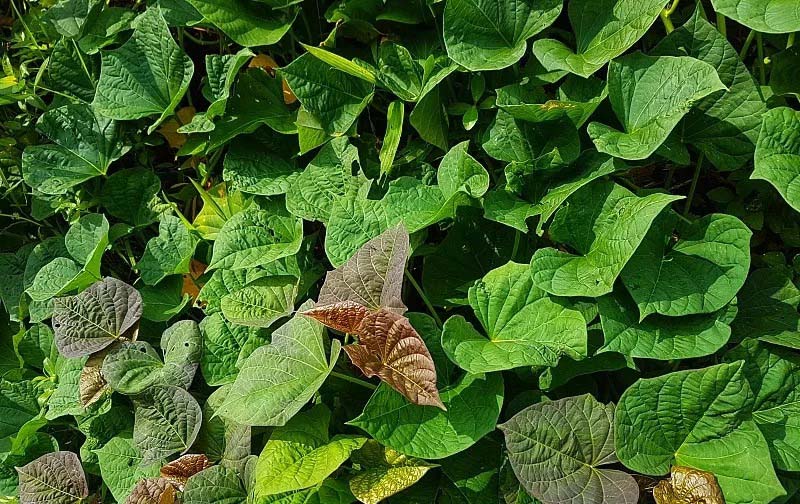 即刻訂購(gòu)，新鮮蔬菜送上門 - 蔬菜配送app