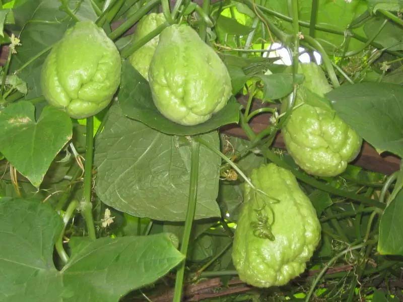 蔬菜配送公司讓生鮮更便捷